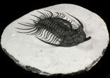 Large, Spiny Quadrops Trilobite - Great Preparation #46270-3